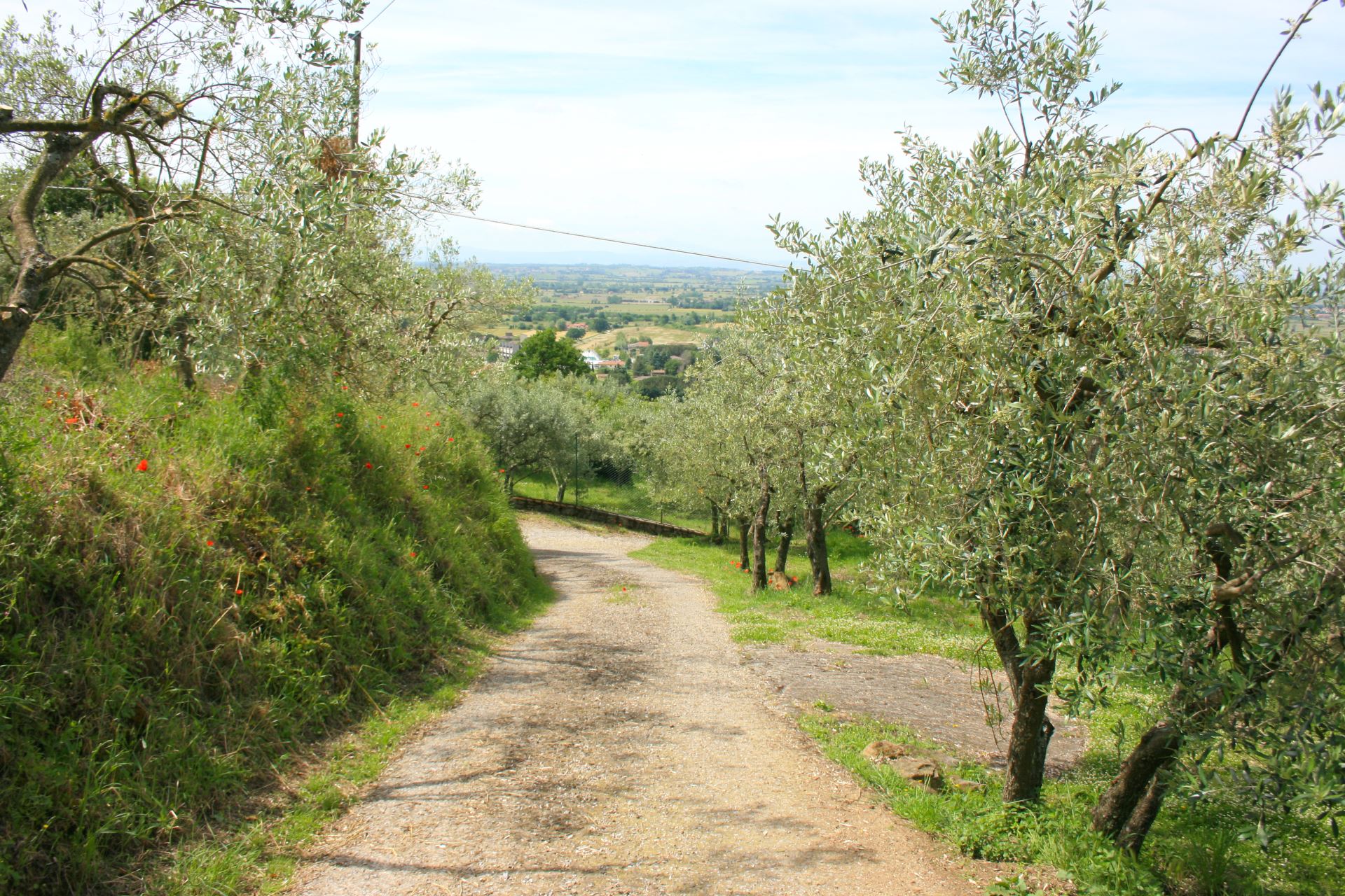 VILLE CON PISCINA SAN EUSEBIO CORTONA TOSCANA
