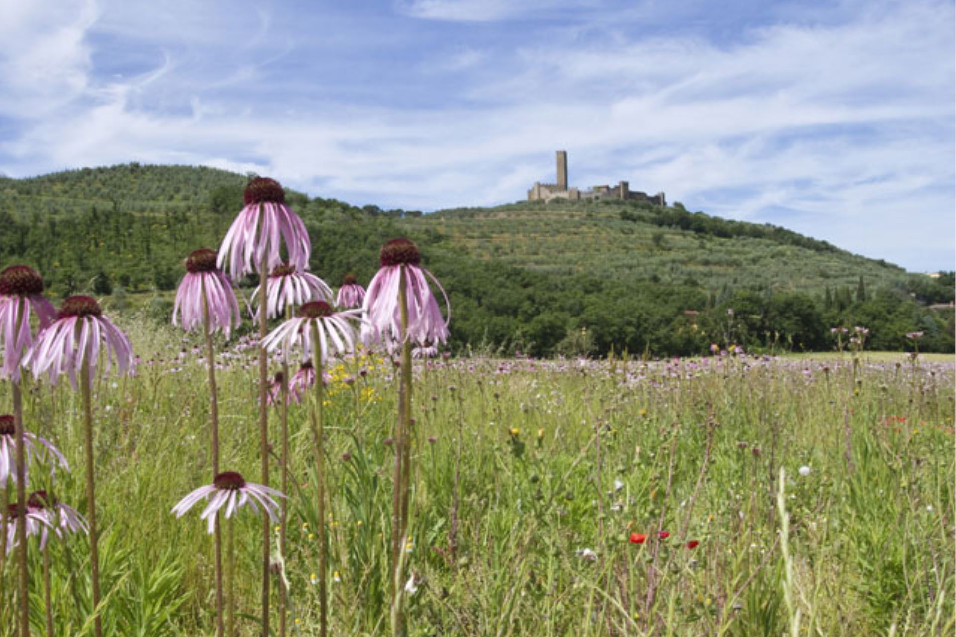 APARTMENTS WITH POOL CASA SAN MARTINO CASTIGLION FIORENTINO TOSCANA