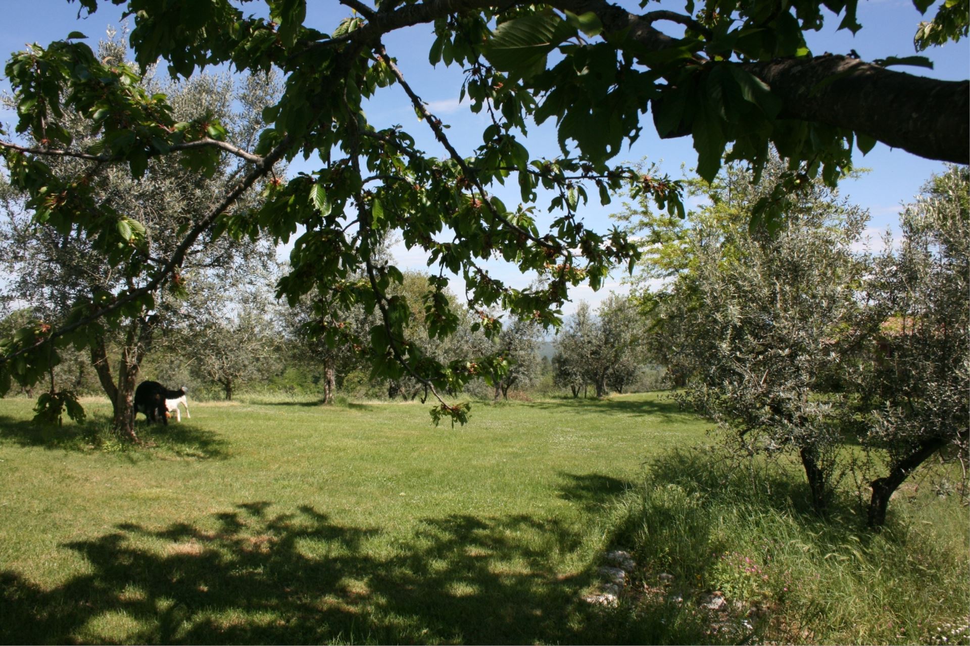 VILLAS WITH POOL VILLA BEVIGNANO MONTE SAN SAVINO TOSCANA